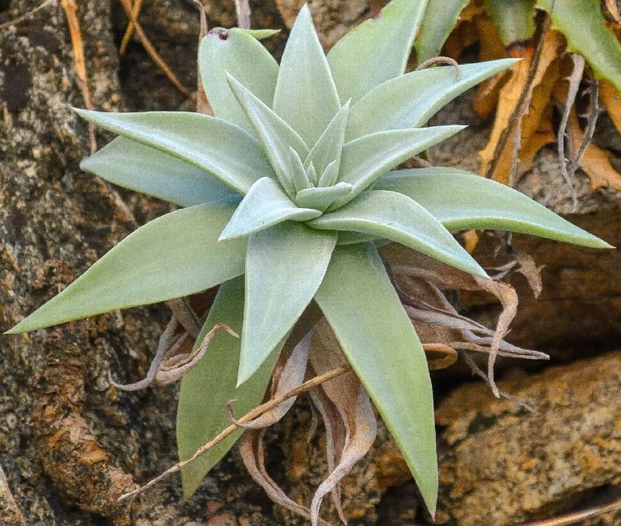 dudleya nubigena