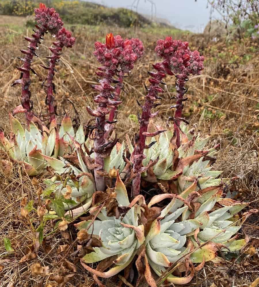 dudleya palmeri