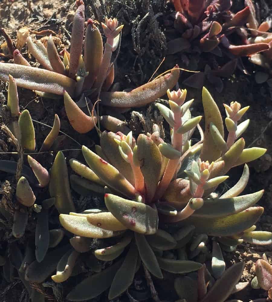 dudleya parva