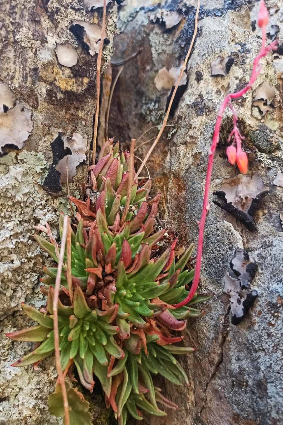 dudleya pauciflora