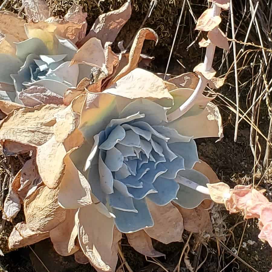 dudleya pulverulenta