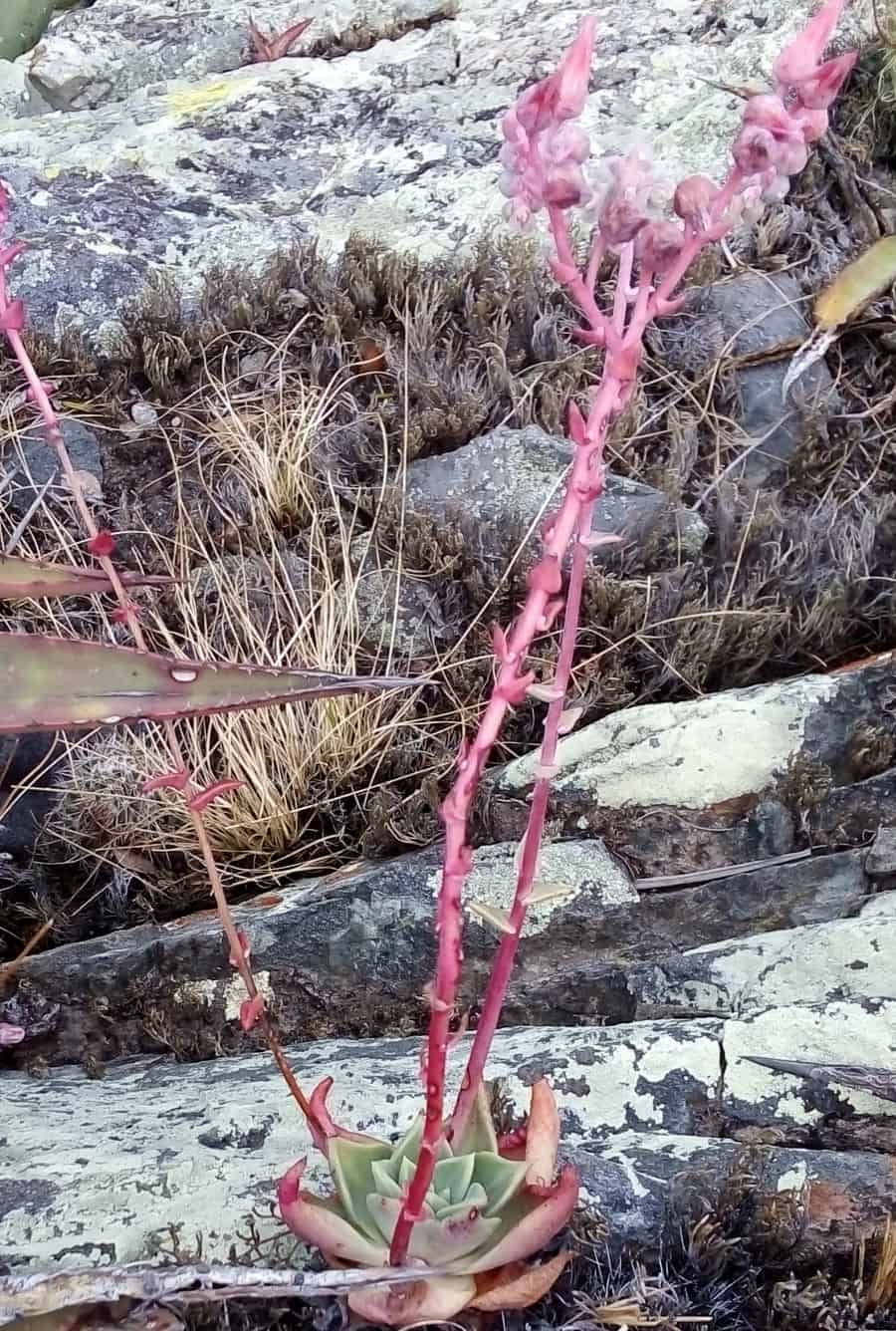 dudleya rigida