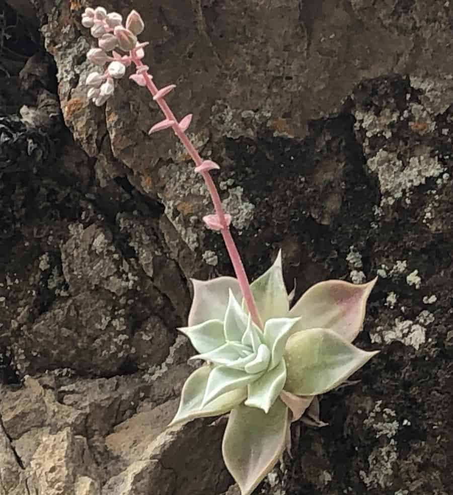 dudleya rubens