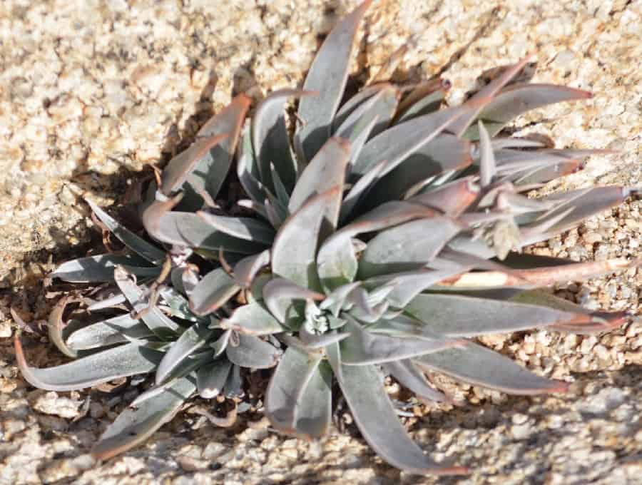 dudleya saxosa ssp. aloides