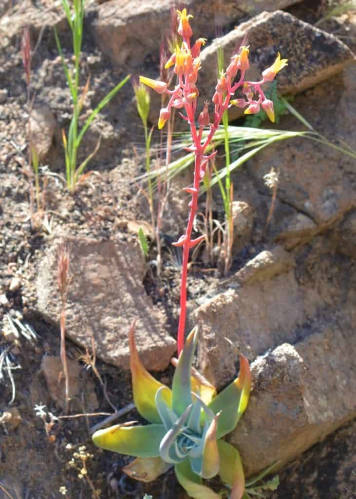 dudleya saxosa ssp. collomiae