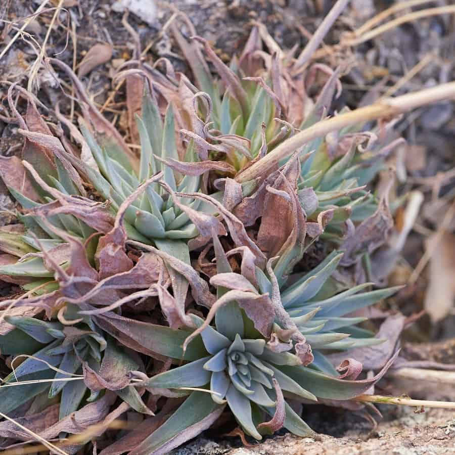 dudleya