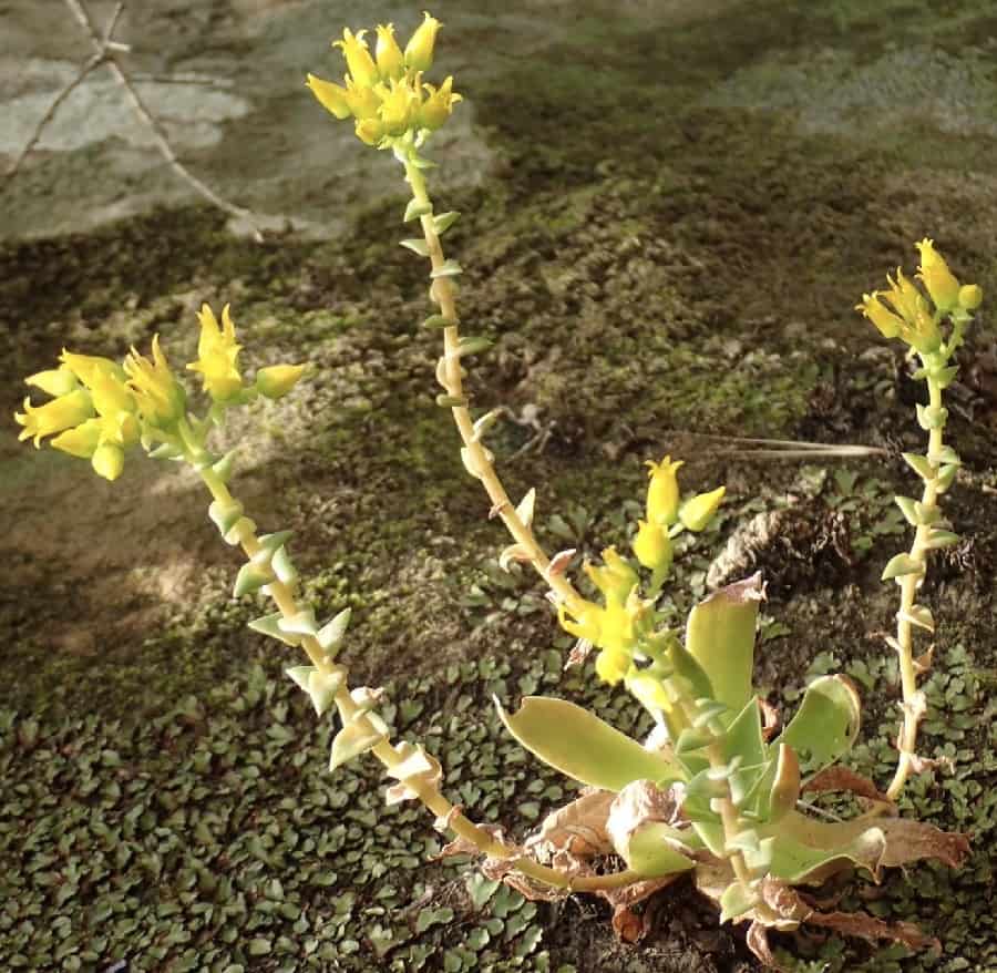 dudleya stolonifera