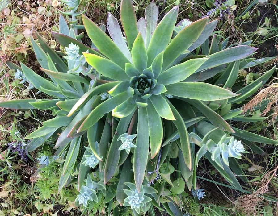 dudleya traskiae