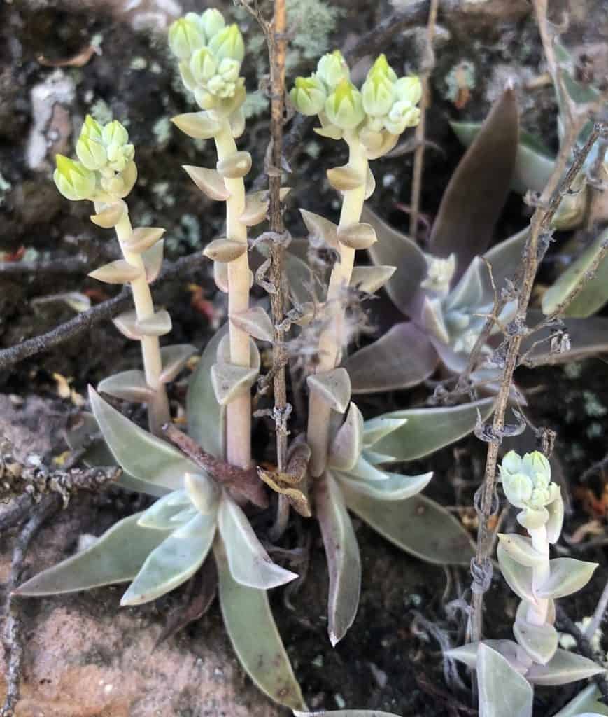 dudleya verityi