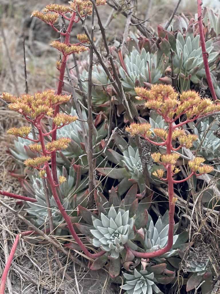 dudleya virens ssp. hassei