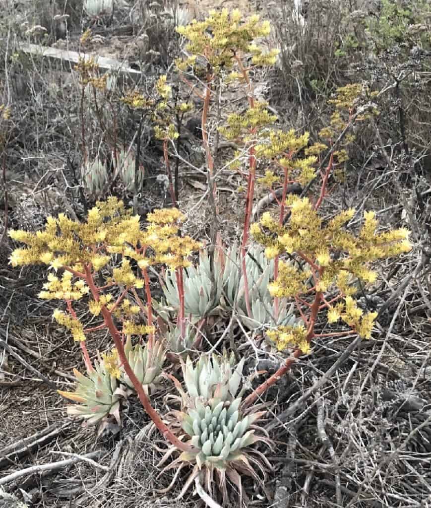 dudleya virens ssp. insularis