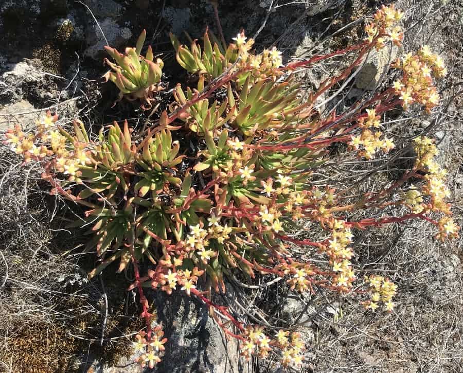 dudleya virens ssp. virens