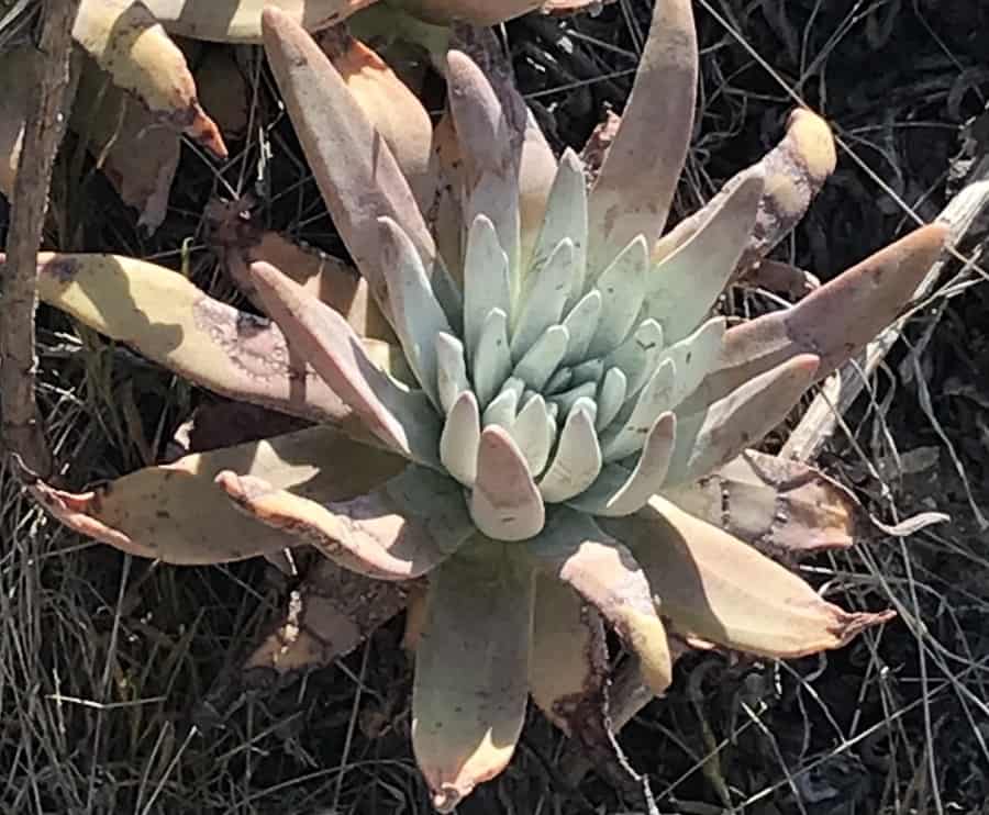 dudleya virens