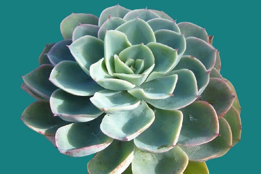 echeveria blue alice