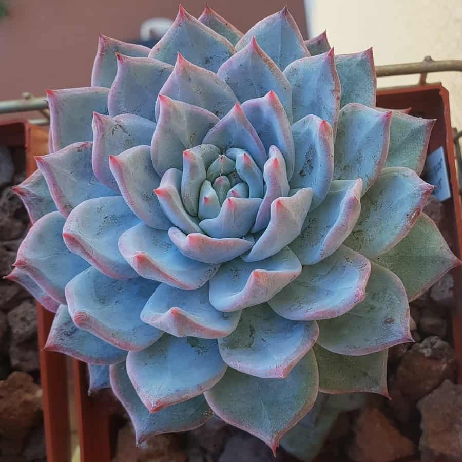 echeveria blue bird