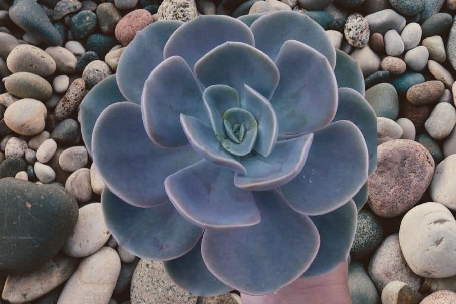 echeveria blue metal 1