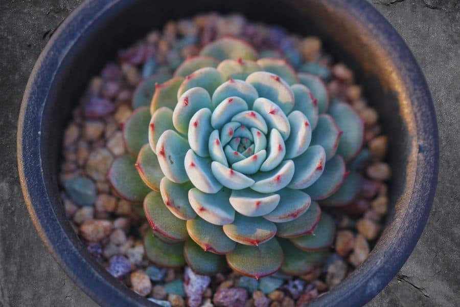 echeveria blue minima