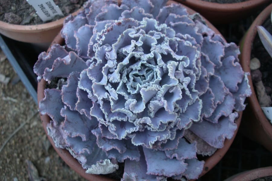 echeveria shaviana truffles