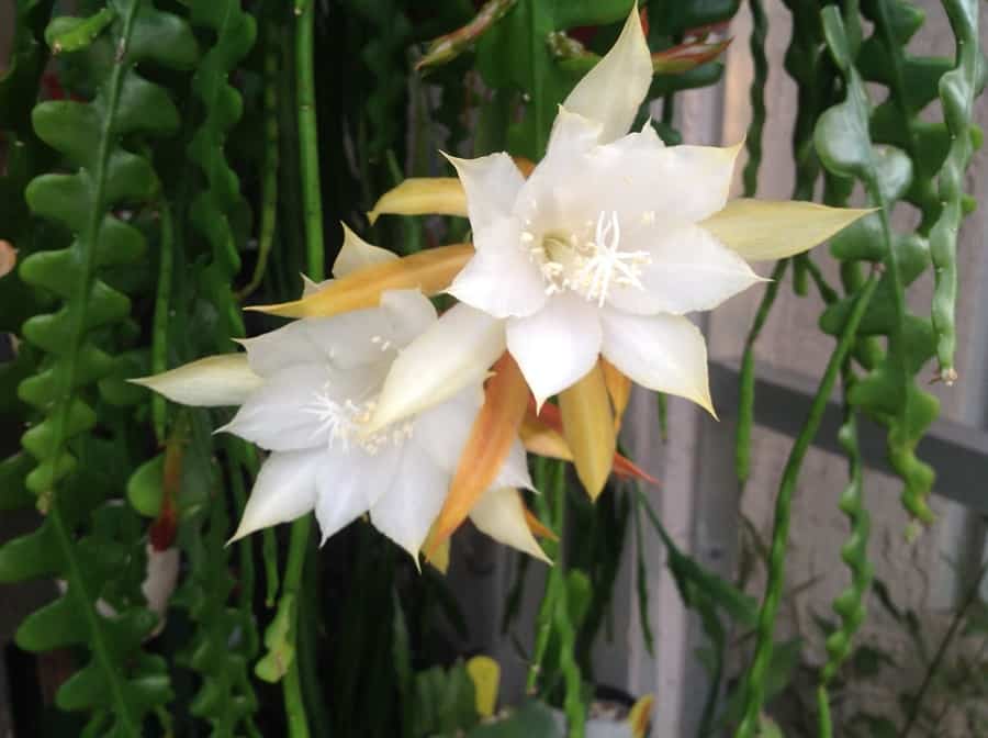 epiphyllum anguliger