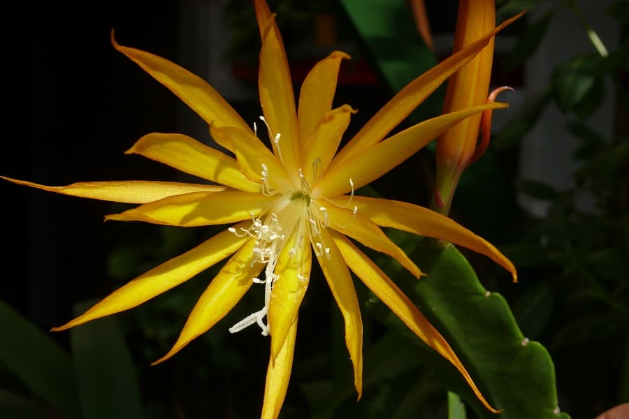 epiphyllum cv. fruhlingsgold