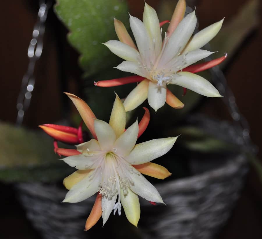 epiphyllum floribundum