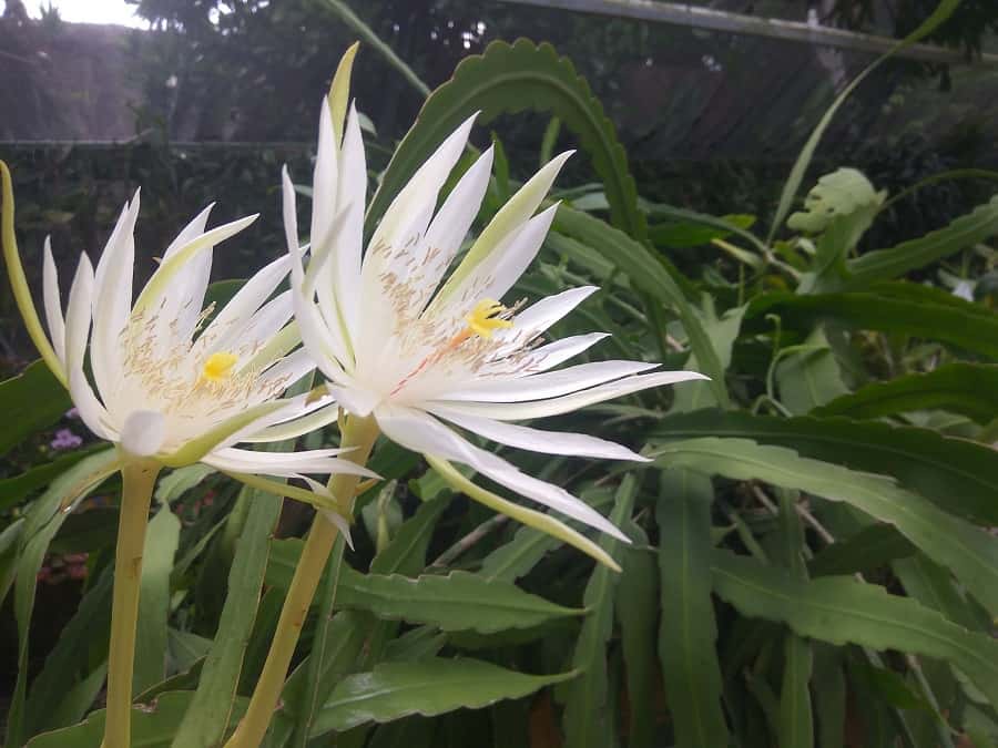 epiphyllum hookeri hookeri