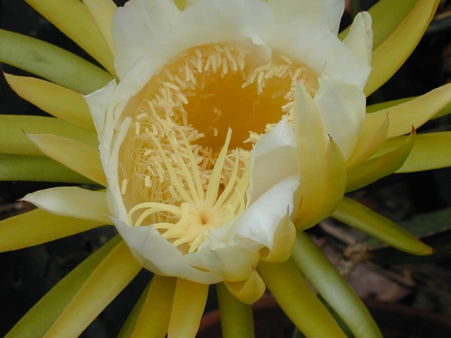 epiphyllum laui