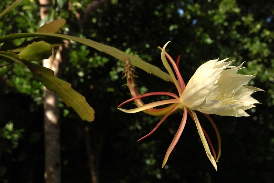 epiphyllum lepidocarpum