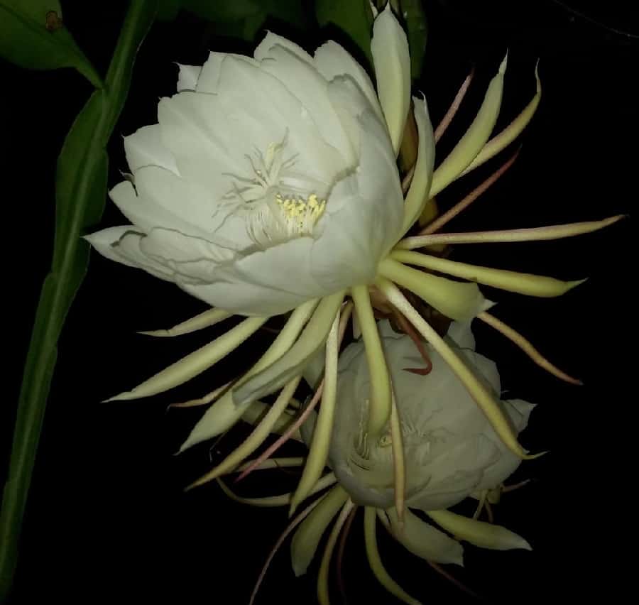 epiphyllum