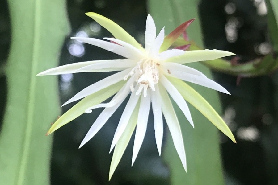 epiphyllum phyllanthus