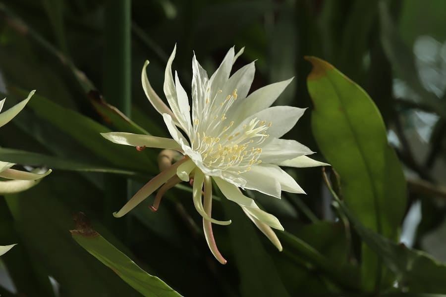 epiphyllum pumilum