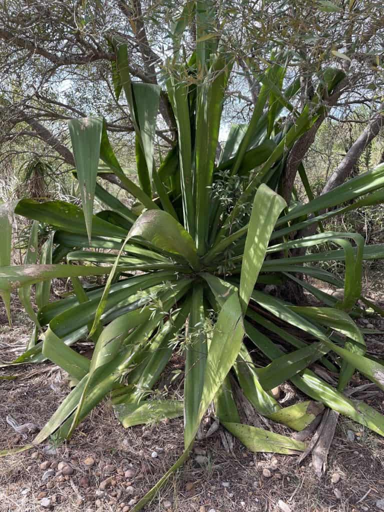 furcraea foetida