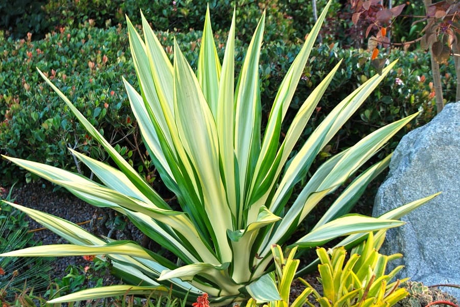 furcraea foetida variegata