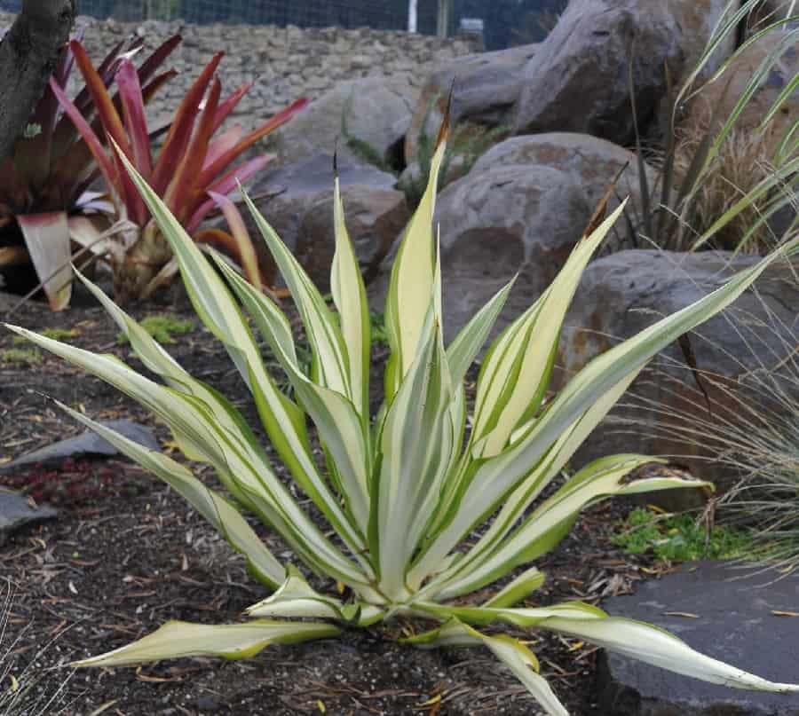 furcraea gigantea variegata