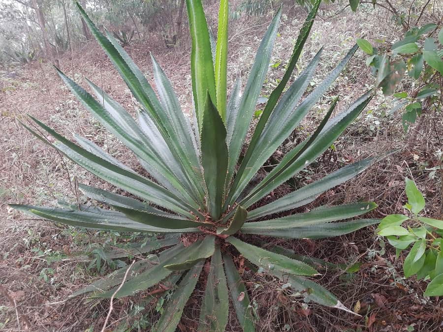 furcraea guatemalensis