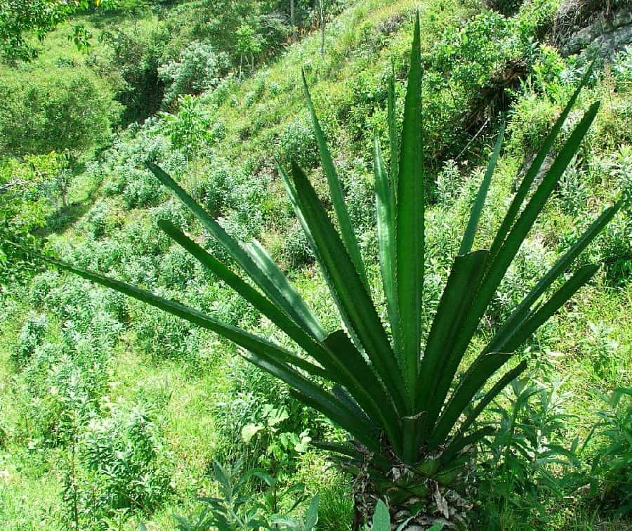 furcraea niquivilensis