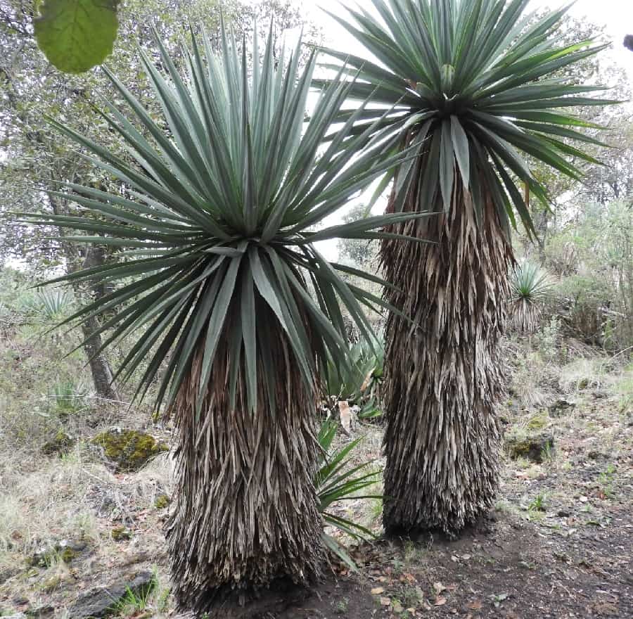 furcraea parmentieri