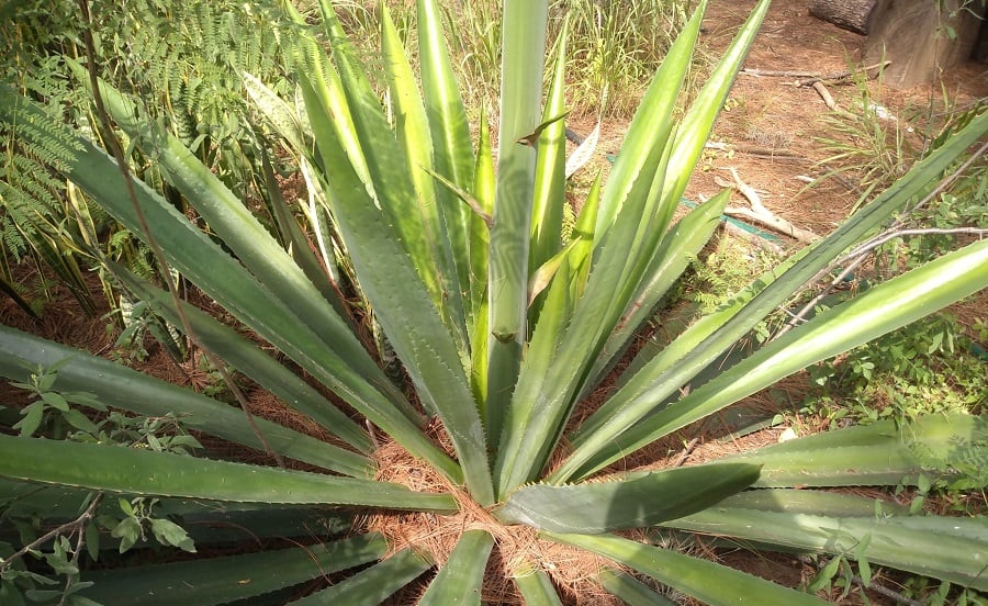 furcraea pubescens