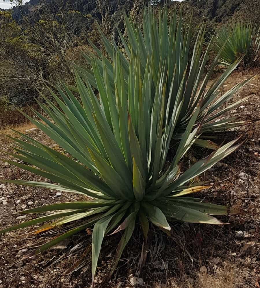 furcraea quicheensis