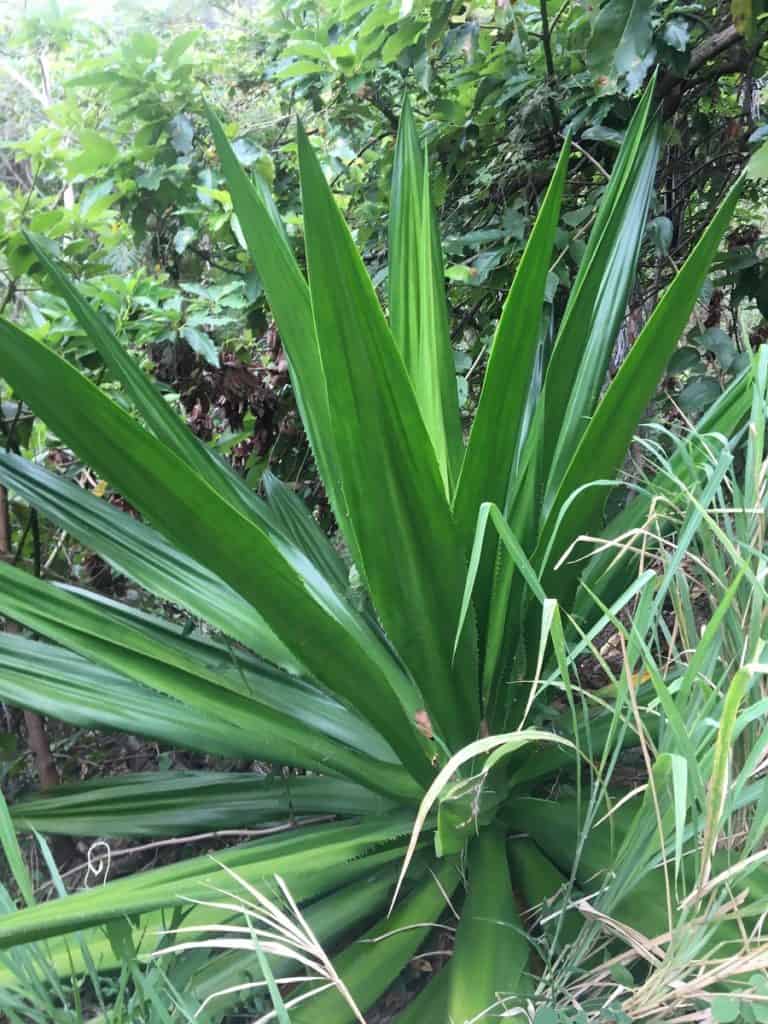 furcraea tuberosa