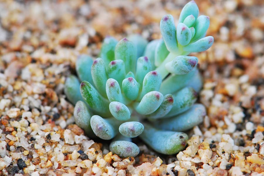 graptopetalum pachyphyllum