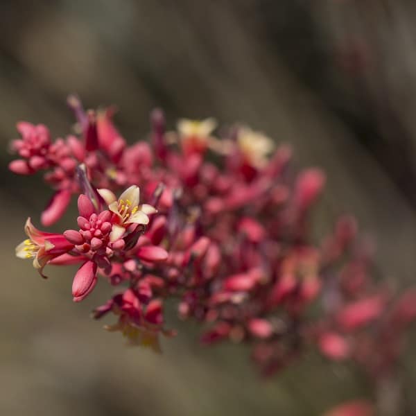 hesperaloe funifera flowers