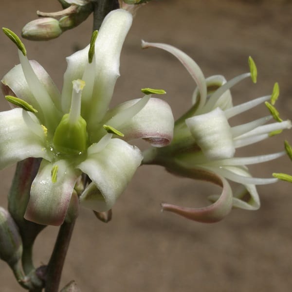 hesperaloe nocturna