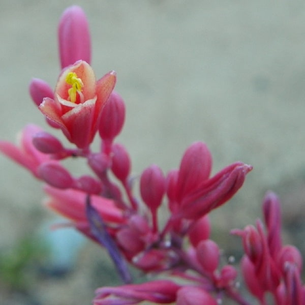 hesperaloe parviflora flowers