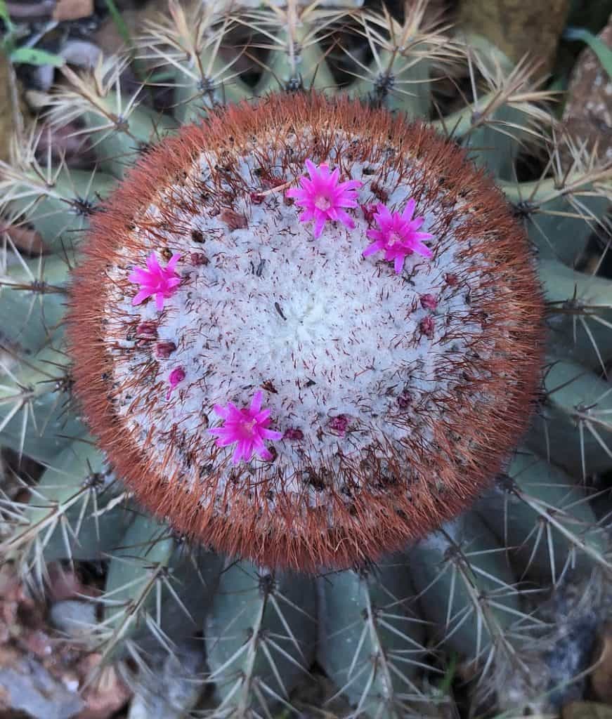 melocactus andinus hernandezii