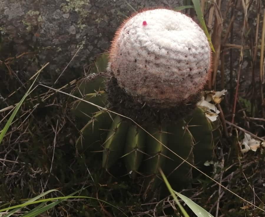 melocactus andinus