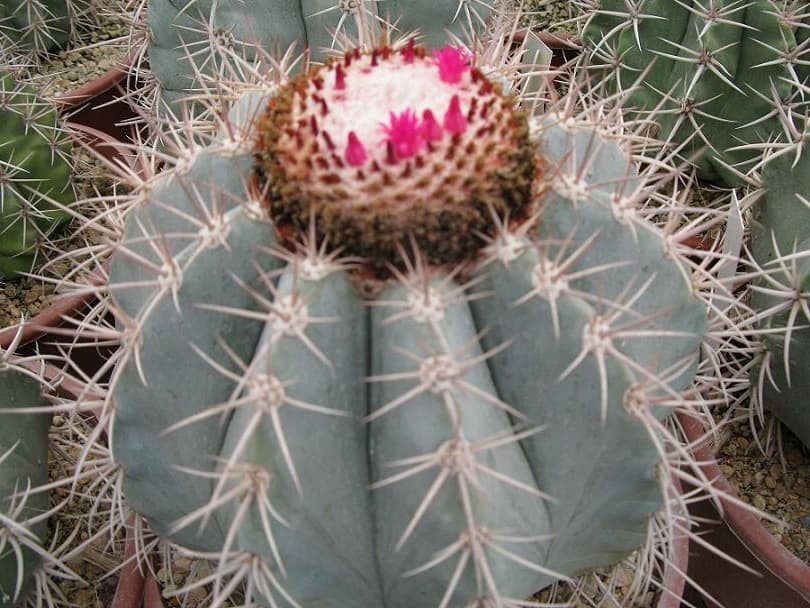 melocactus azureus