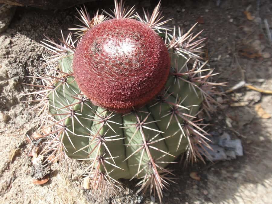 melocactus bahiensis