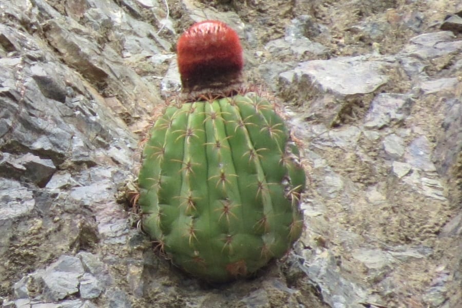 melocactus bellavistensis