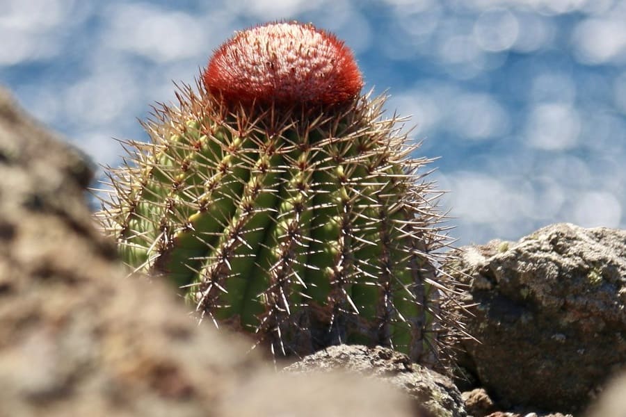 melocactus broadwayi